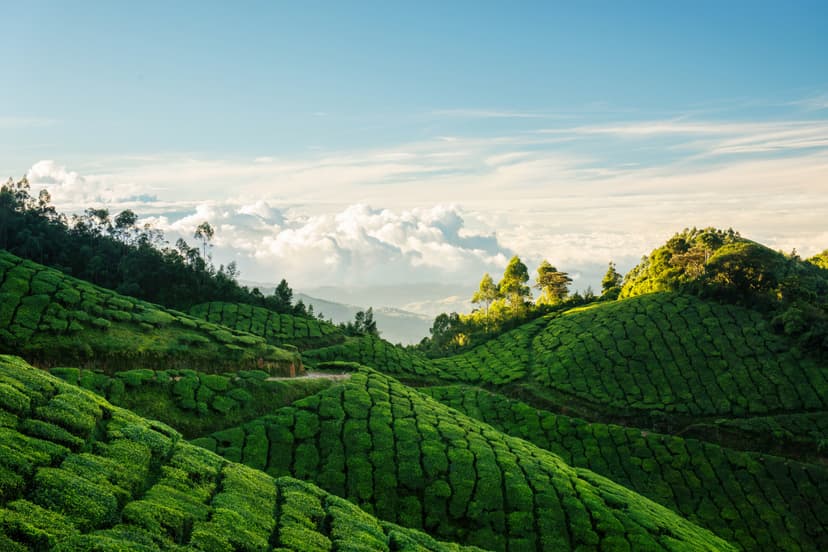 Evergreen Kerala
